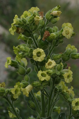 Nicotiana rustica — photo