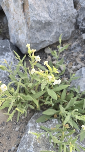 Nicotiana trigonophylla — photo
