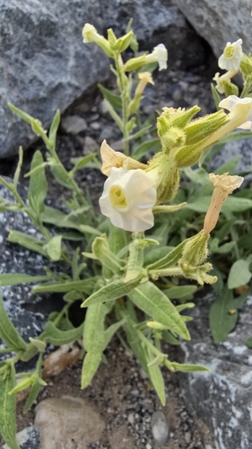 Nicotiana trigonophylla — photo
