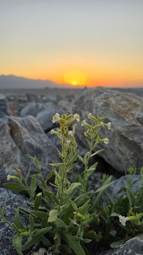 Nicotiana trigonophylla