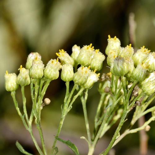 Nidorella ivifolia (Bakbos) — photo