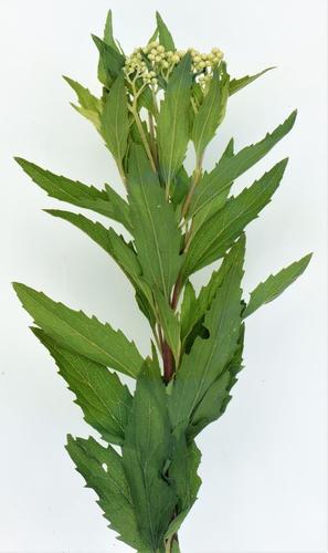 Nidorella ivifolia (Bakbos) — photo