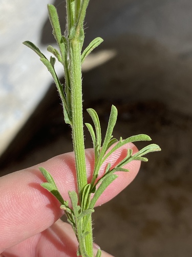 Nidorella resedifolia (Nidorella) — photo