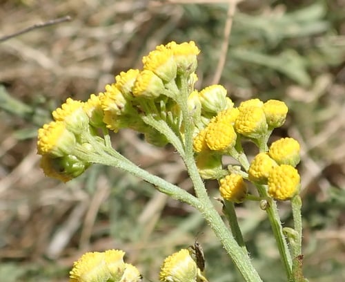 Nidorella resedifolia