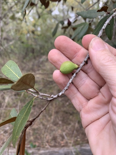 Niemeyera antiloga (Brown pearwood) — photo
