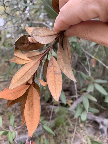 Niemeyera antiloga (Brown pearwood) — photo