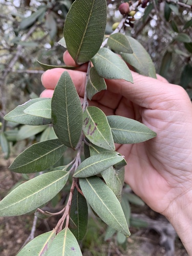 Niemeyera antiloga