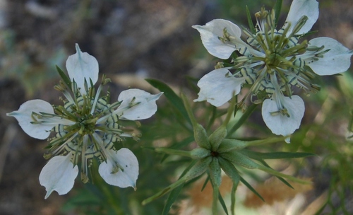 Nigella arvensis var. glauca — photo