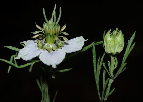 Nigella arvensis var. glauca — photo