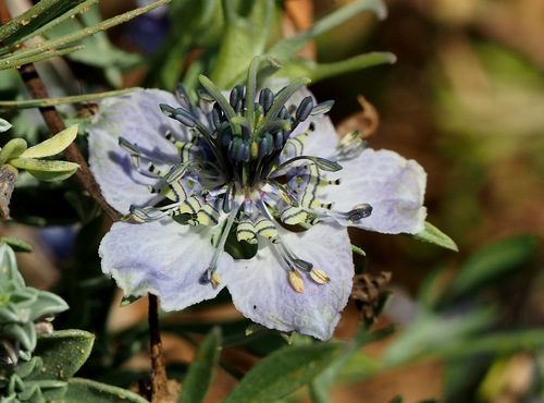 Nigella arvensis var. glauca