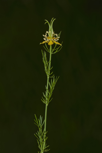 Nigella orientalis (Yellow fennel-flower) — photo