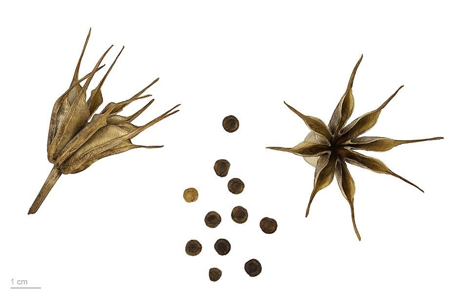 Nigella orientalis (Yellow fennel-flower) — photo
