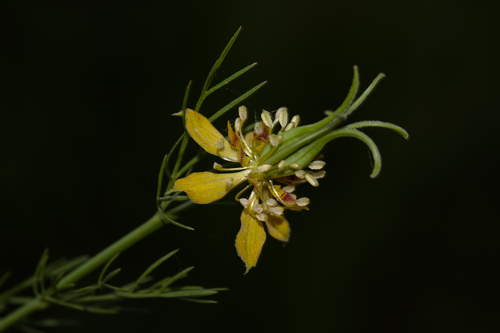 Nigella orientalis