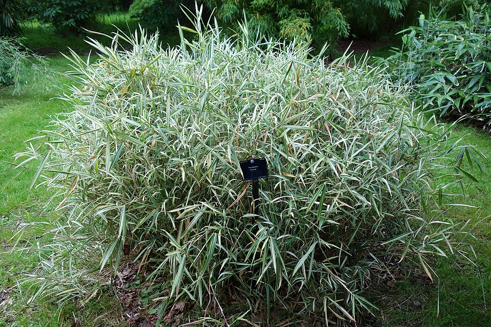 Nipponocalamus yoshidake (Ne zasa) — photo