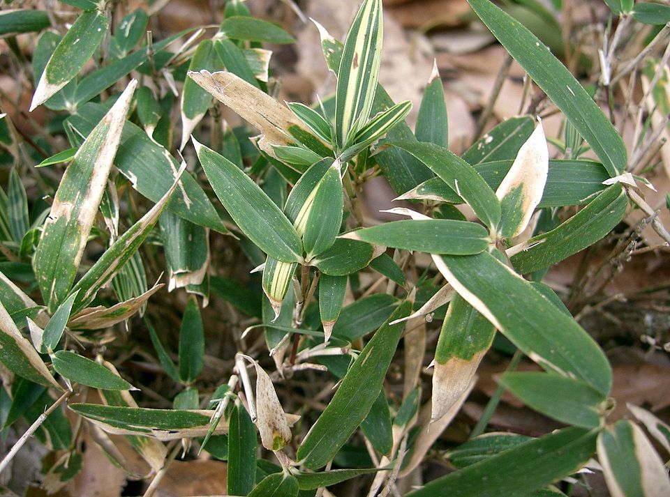 Nipponocalamus yoshidake
