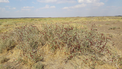 Nitraria roborowskii (Da bai ci) — photo