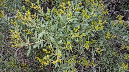 Nitraria schoberi (Nitre-bush) — photo