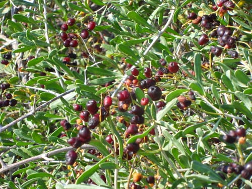 Nitraria schoberi (Nitre-bush) — photo