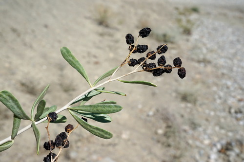 Nitrariaceae