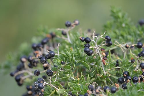 Nitraria sibirica (Siberia nitaria) — photo
