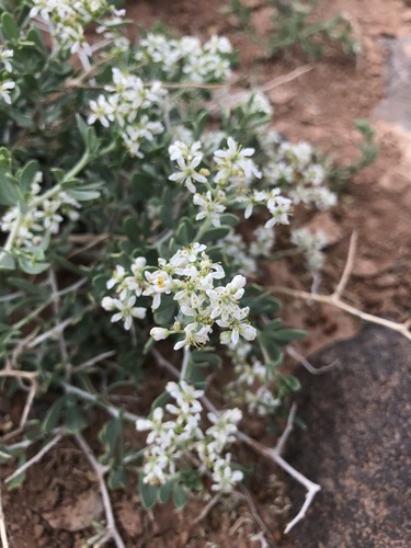 Nitraria sibirica