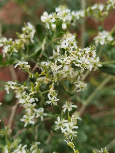 Nitraria tangutorum