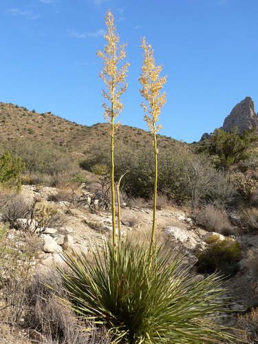 Nolina bigelovii