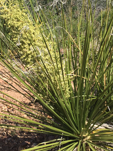 Nolina erumpens (Mesa sacahuista) — photo