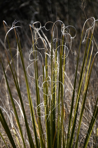 Nolina erumpens (Mesa sacahuista) — photo