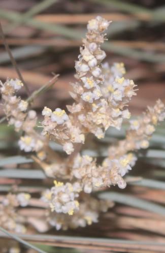 Nolina humilis — photo