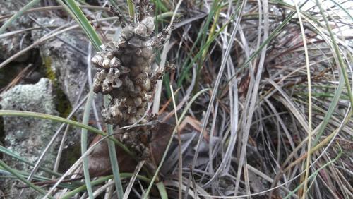 Nolina humilis — photo
