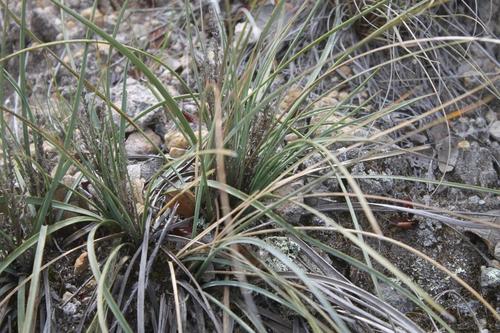 Nolina humilis