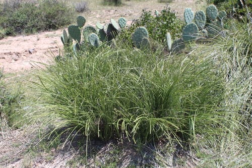 Nolina juncea — photo