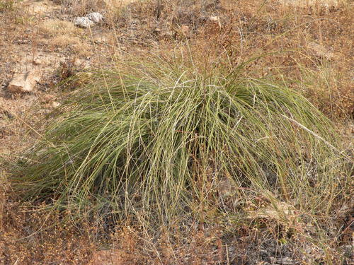 Nolina juncea