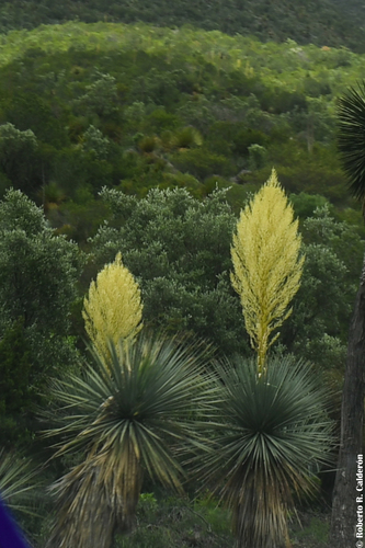 Nolina nelsonii
