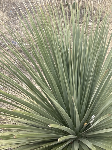 Nolina parviflora (Small flowered beargrass tree) — photo