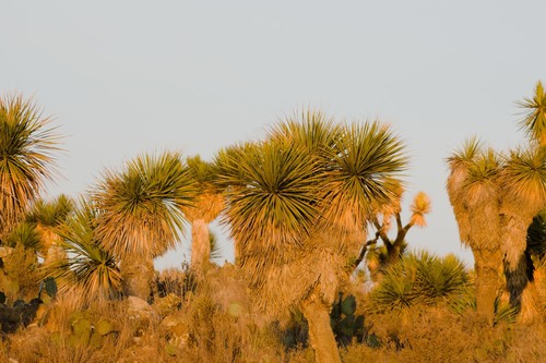 Nolina parviflora (Small flowered beargrass tree) — photo