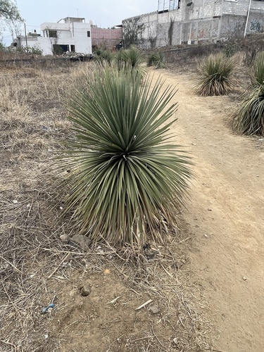 Nolina parviflora