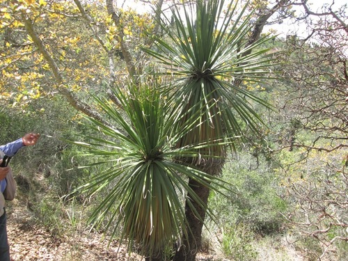 Nolina rigida