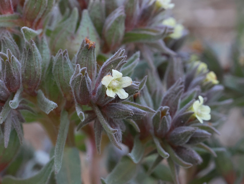 Nonea macrosperma