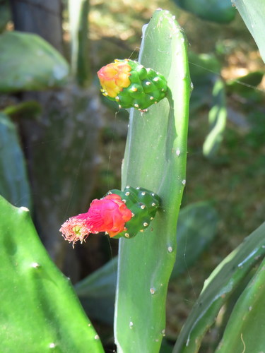 Nopalea auberi (Nopal) — photo