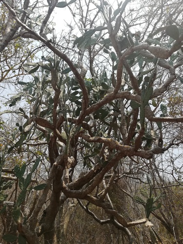 Nopalea auberi (Nopal) — photo