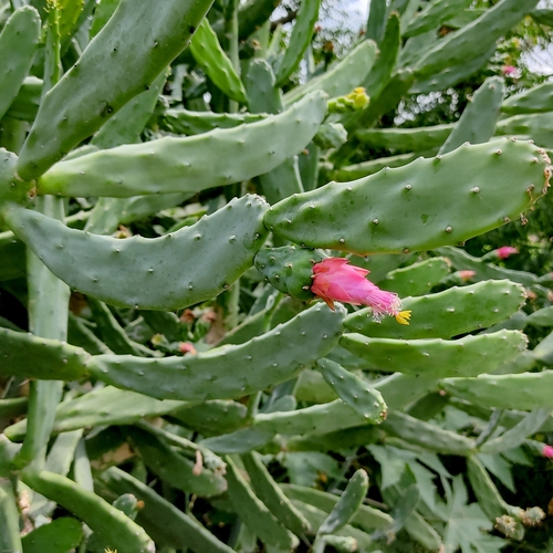Nopalea auberi