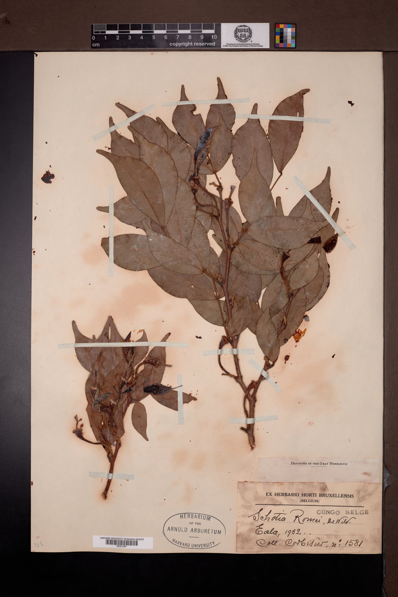 Normandiodendron romii — photo