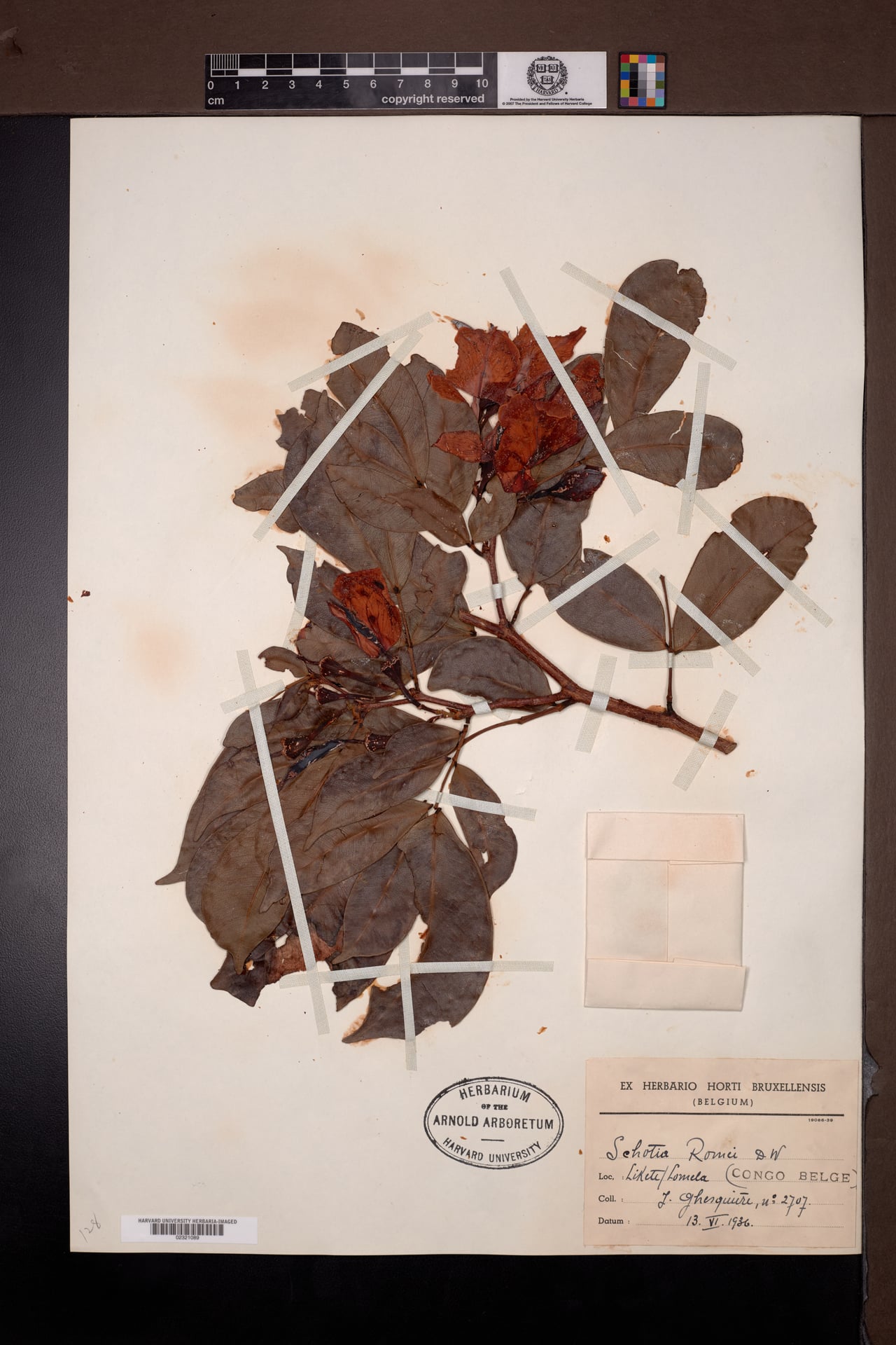 Normandiodendron romii