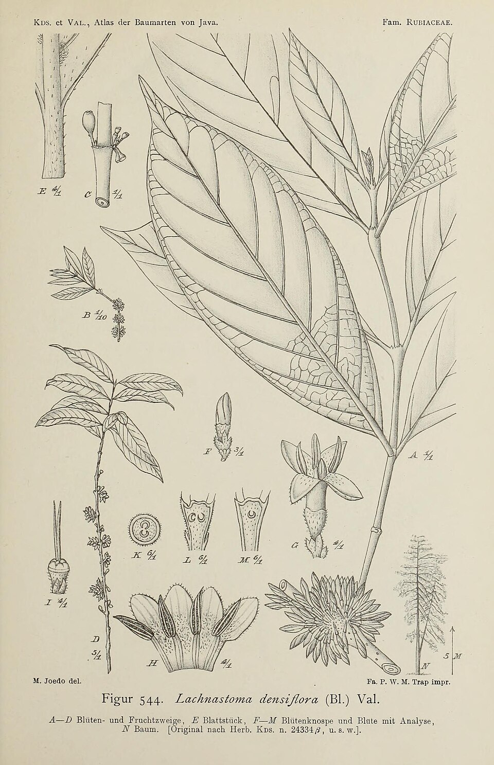 Nostolachma densiflora