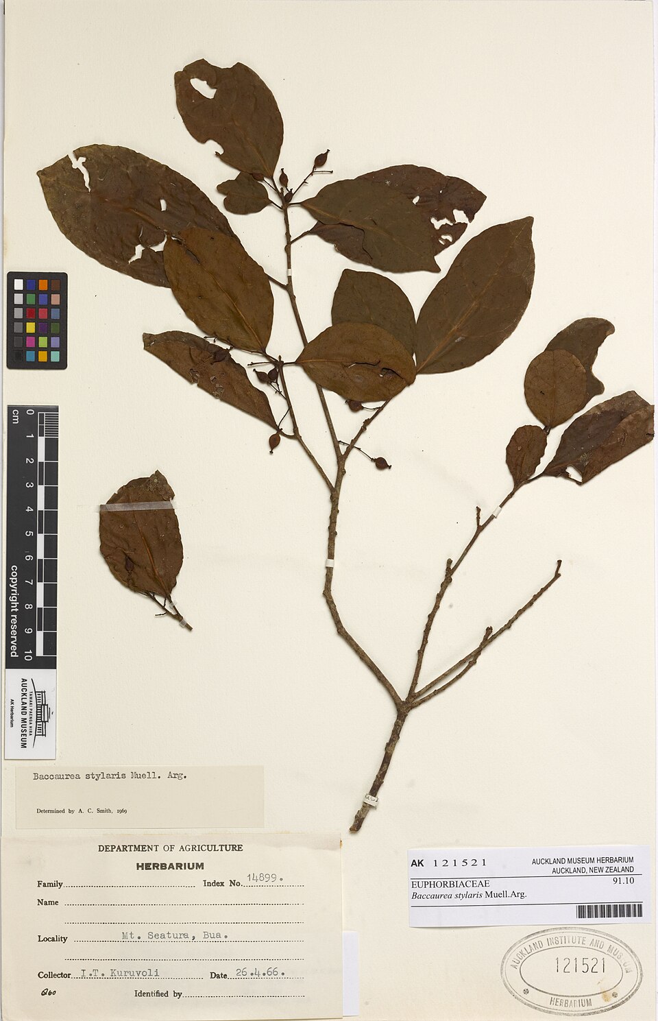 Nothobaccaurea stylaris