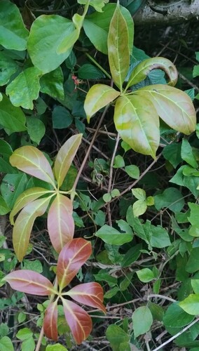 Nothocissus sterculiifolia (Yaroong) — photo