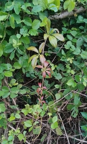 Nothocissus sterculiifolia (Yaroong) — photo