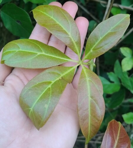 Nothocissus sterculiifolia